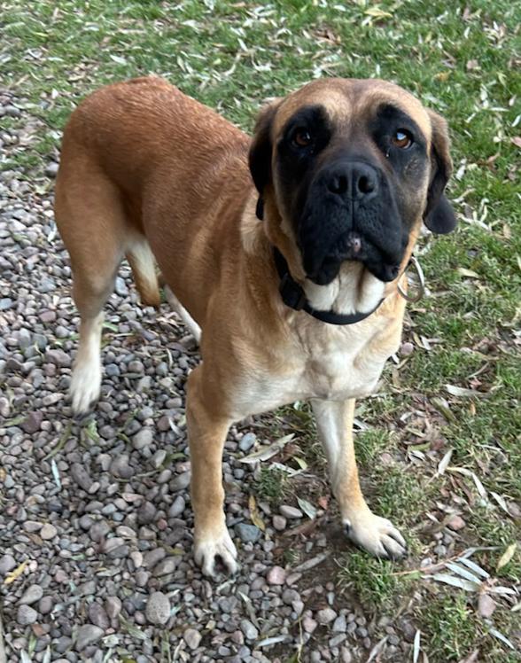 Magnolia, a Adoptable mixed breed in Neillsville, WI image 1/4