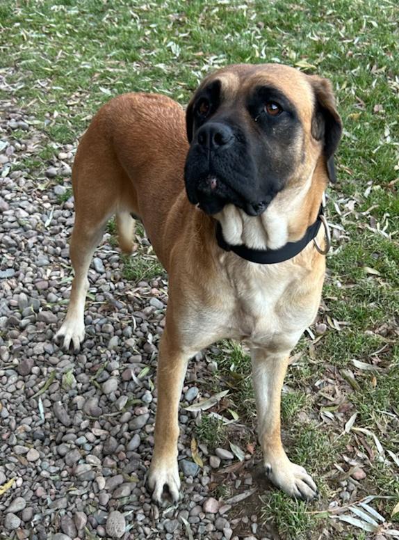 Magnolia, a Adoptable mixed breed in Neillsville, WI image 3/4