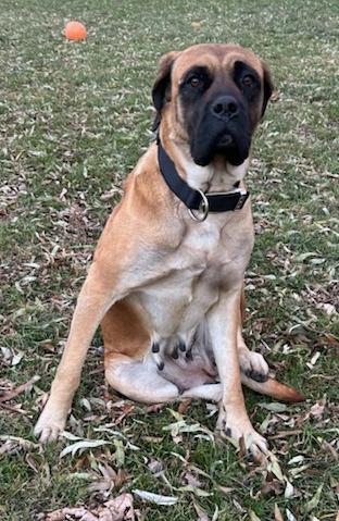 Magnolia thumbnail 2