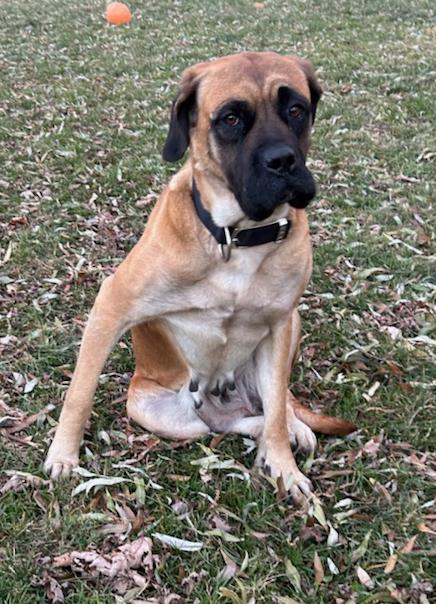 Magnolia, a Adoptable mixed breed in Neillsville, WI image 4/4