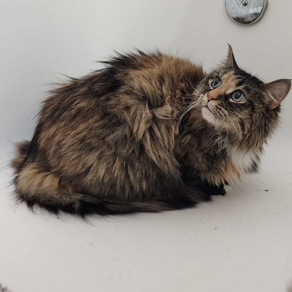 Madam Fluffy Beans — thumbnail 2