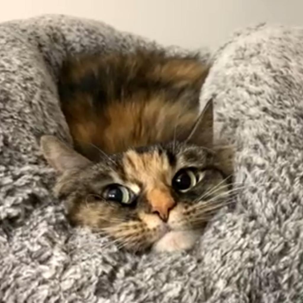 Madam Fluffy Beans — thumbnail 3