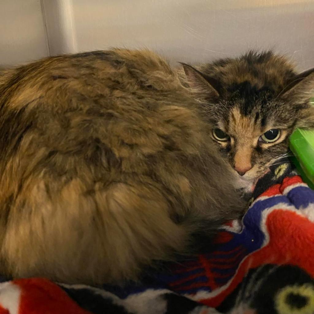 Madam Fluffy Beans — thumbnail 4