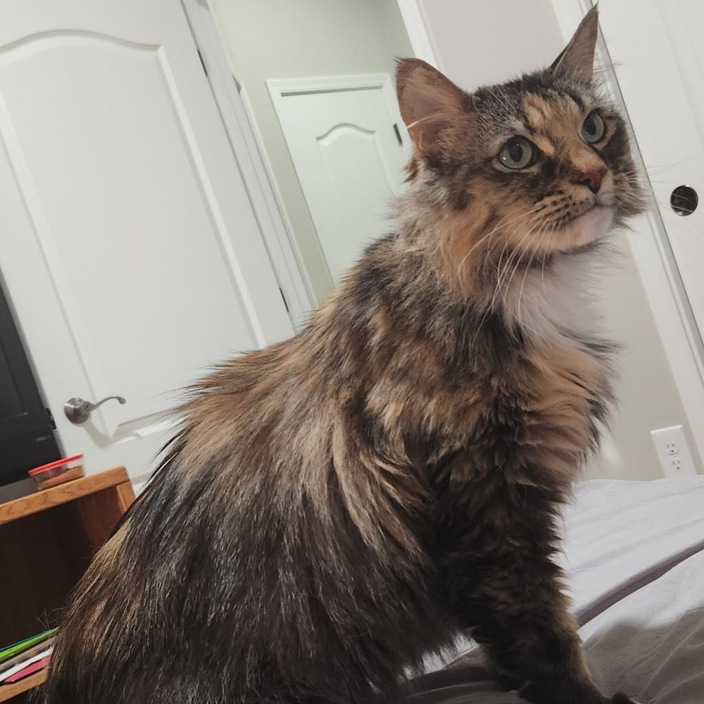 Madam Fluffy Beans — thumbnail 5