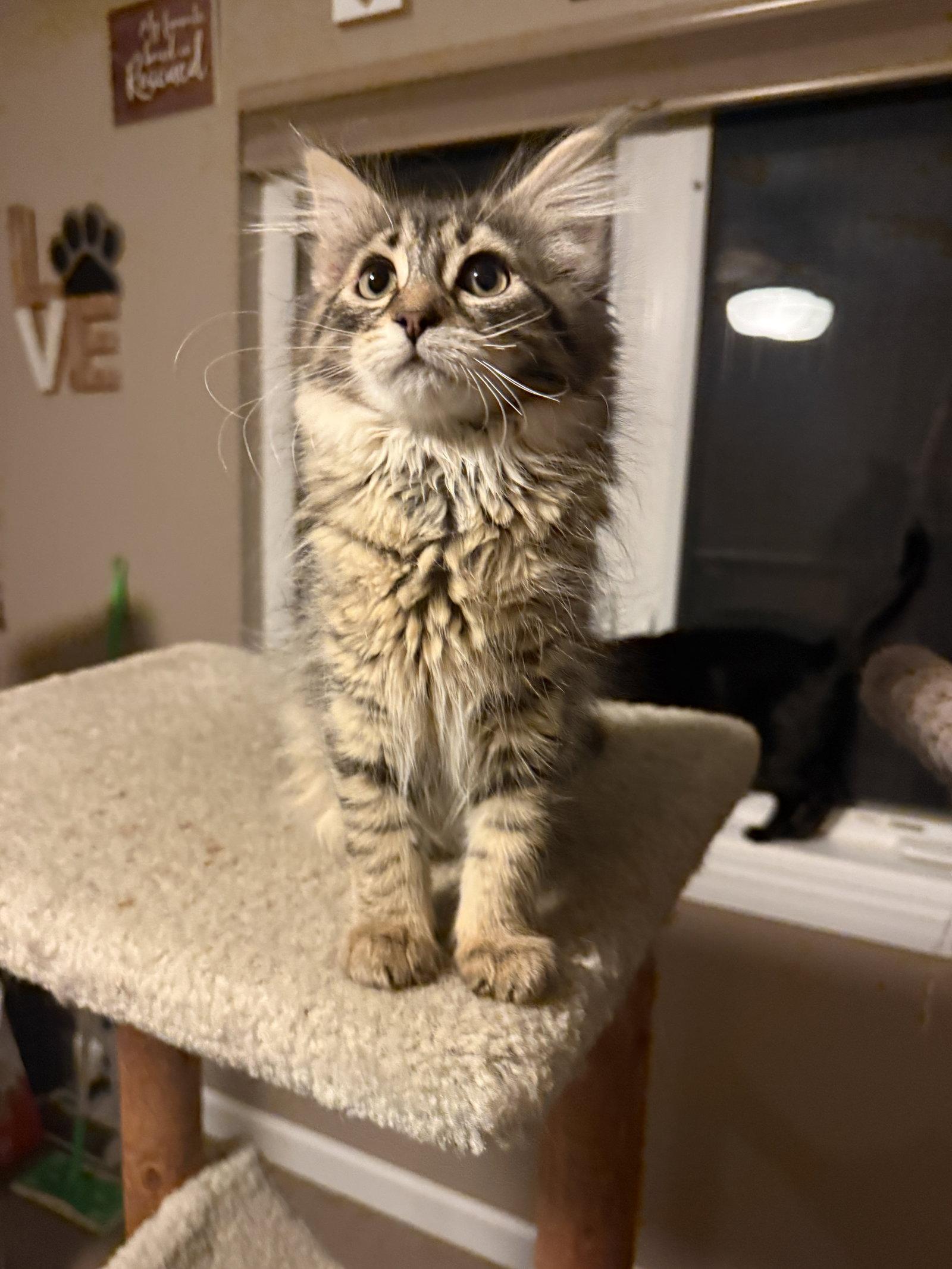 Maggie, Adoptable, Kitten Female Domestic Medium Hair.