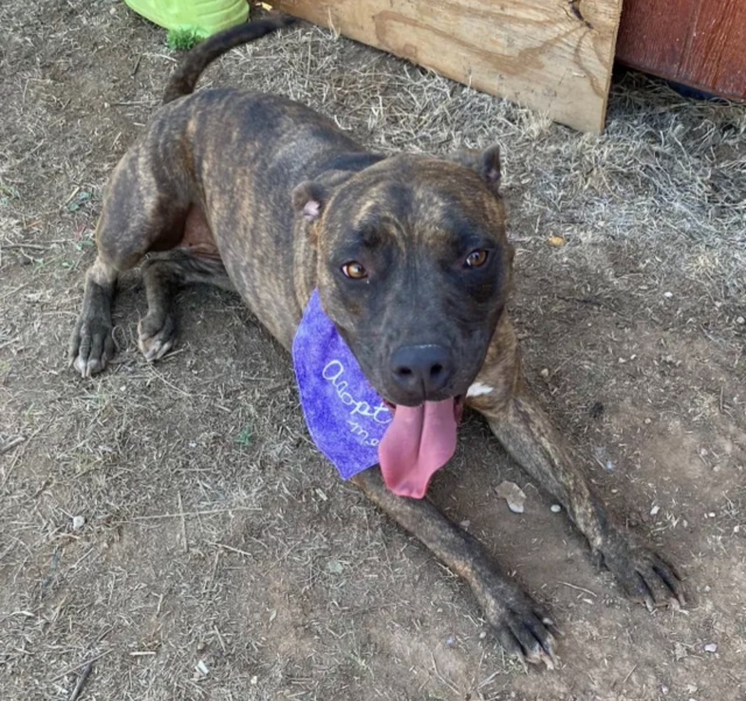 Xena, an adoptable Pit Bull Terrier Mix in Canyon, TX_image-1