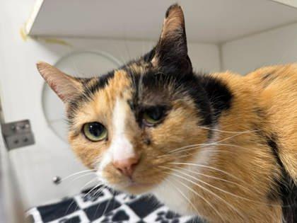 Kitten, ADOPTABLE, Adult Female Domestic Short Hair.