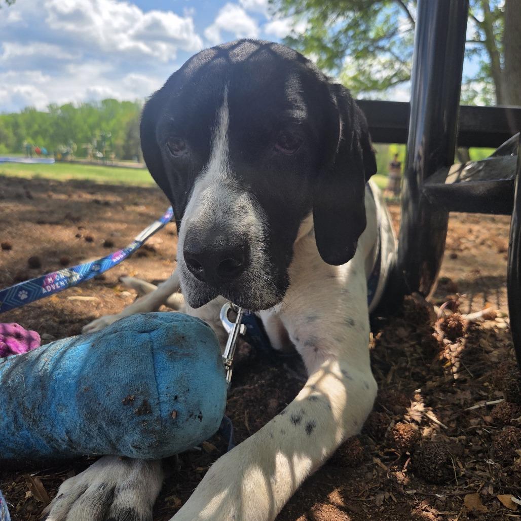 Smores, Adoptable, Senior Male Mixed Breed.