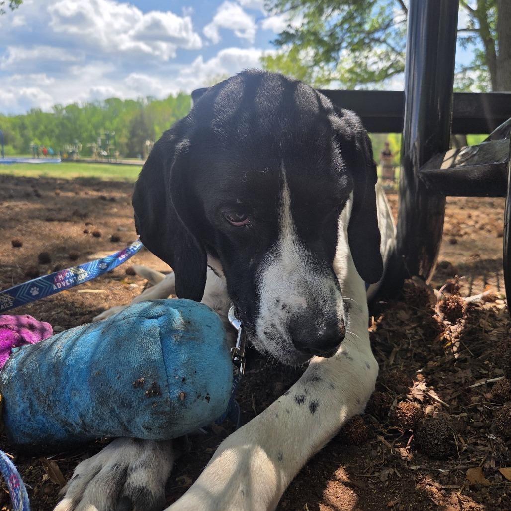 Enlarge Smores, a Adoptable Mixed Breed in Fredericksburg, VA image 4/6