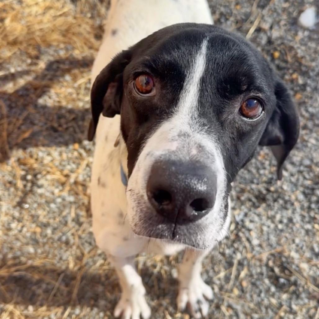 Enlarge Smores, a Adoptable Mixed Breed in Fredericksburg, VA image 2/3