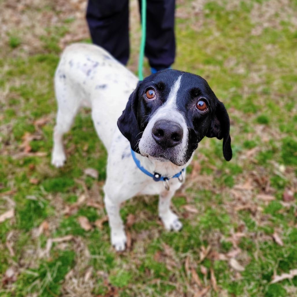 Enlarge Smores, a Adoptable Mixed Breed in Fredericksburg, VA image 3/3