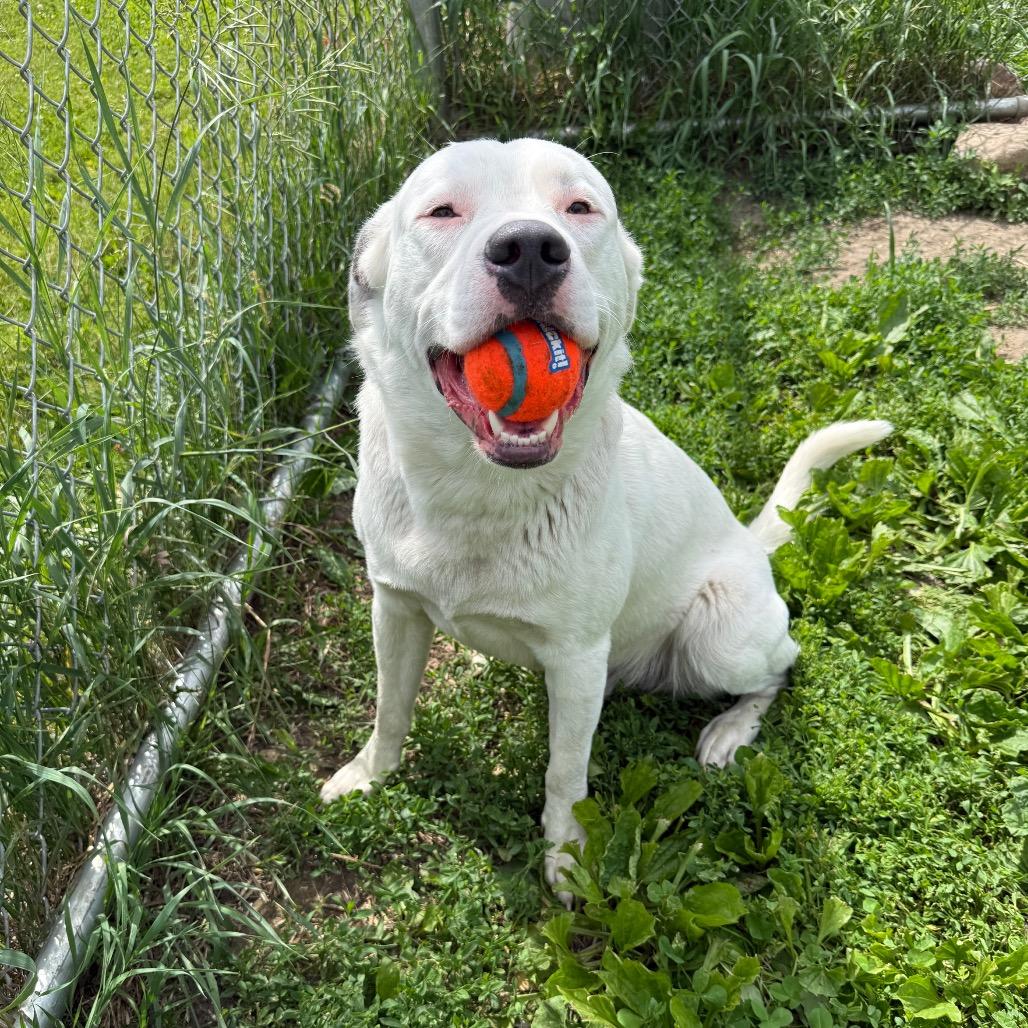 Sully, Adoptable, Young Male Labrador Retriever & Pit Bull Terrier.