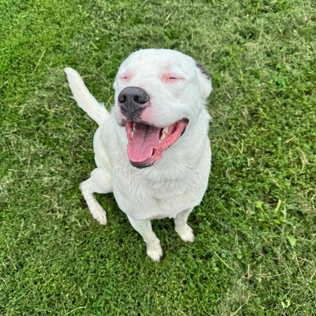 Sully, a Adoptable mixed breed in Milford, IA image 2/6