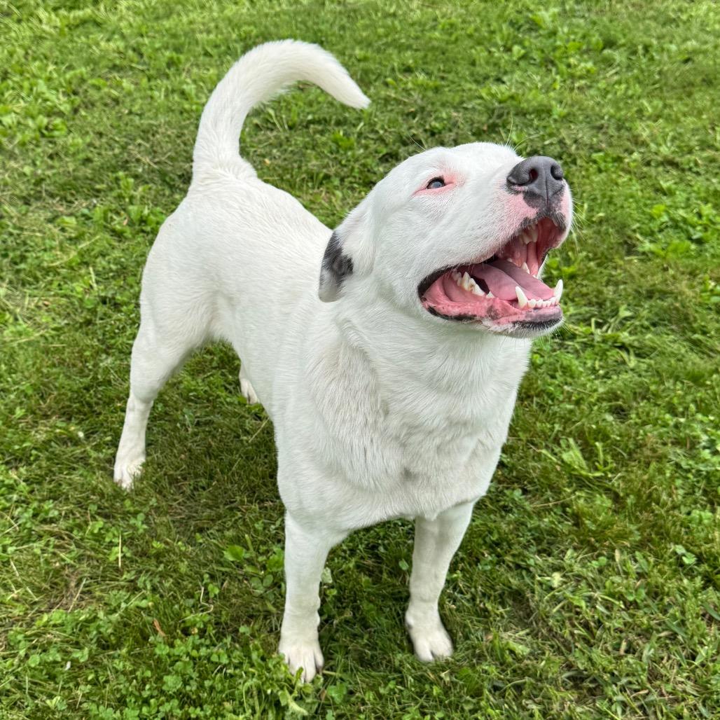Sully, a Adoptable mixed breed in Milford, IA image 3/6