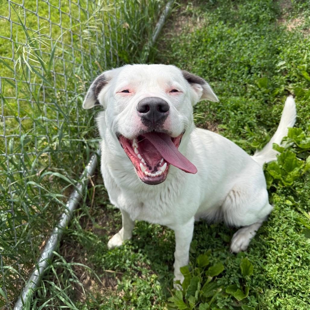 Sully, a Adoptable mixed breed in Milford, IA image 4/6