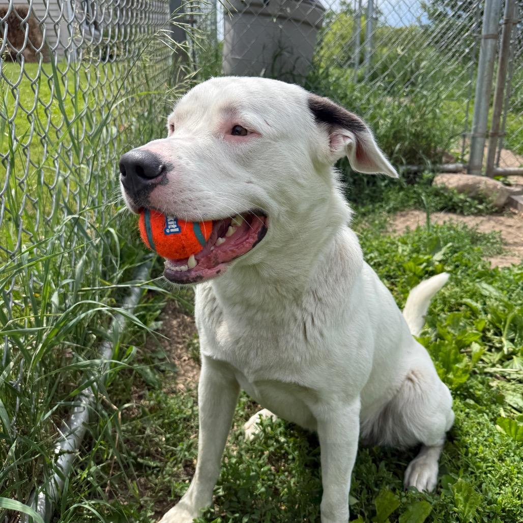 Sully, a Adoptable mixed breed in Milford, IA image 5/6