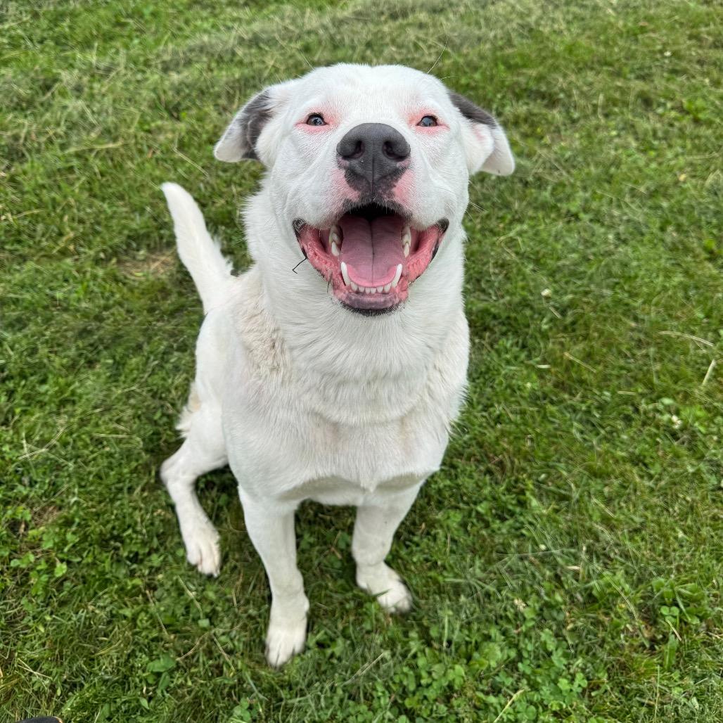 Sully, a Adoptable mixed breed in Milford, IA image 6/6