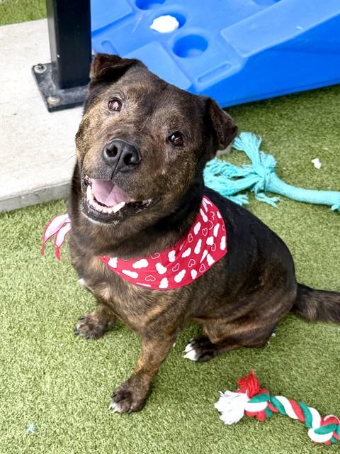 Enlarge BEUSHIE, a Adoptable mixed breed in Olivette, MO image 1/1