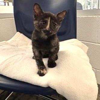 Chips, Adoptable, Kitten Female Domestic Short Hair.