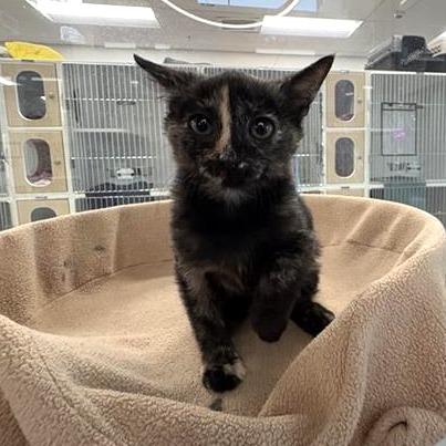 Enlarge Chips, a Adoptable Domestic Short Hair in Phoenix, AZ image 2/3