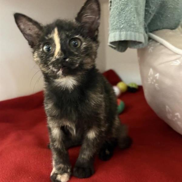 Enlarge Chips, a Adoptable Domestic Short Hair in Phoenix, AZ image 3/3