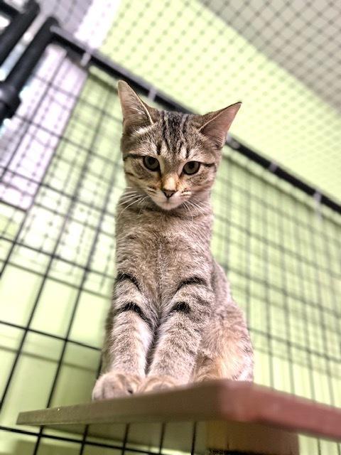 Angel, Adoptable, Kitten Female Domestic Short Hair.