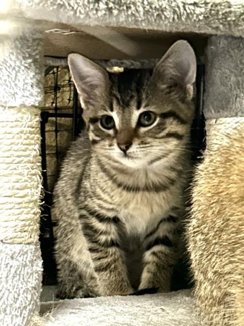 Enlarge Angel, a Adoptable Domestic Short Hair in Muskegon, MI image 2/3