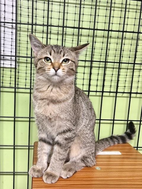 Enlarge Angel, a Adoptable Domestic Short Hair in Muskegon, MI image 3/3