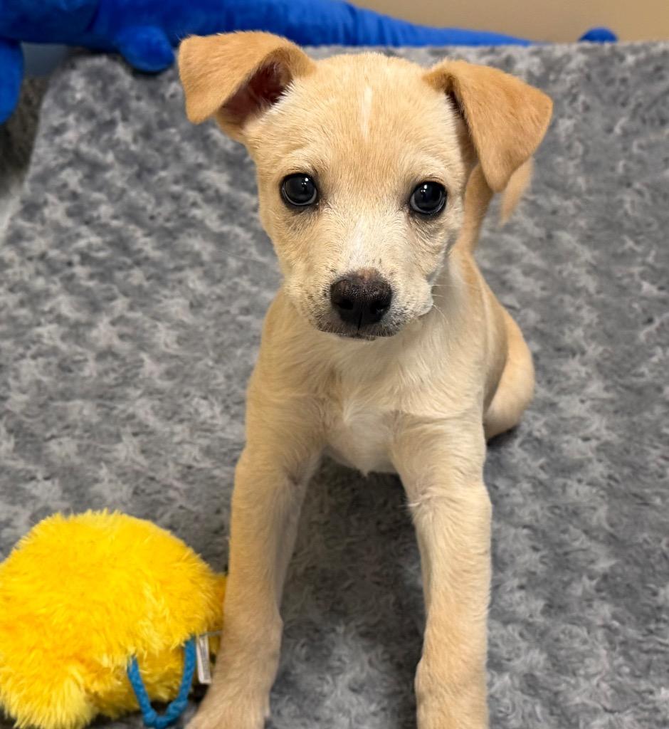 Blue(Theo), Adoptable, Puppy Male Hound & Jack Russell Terrier.