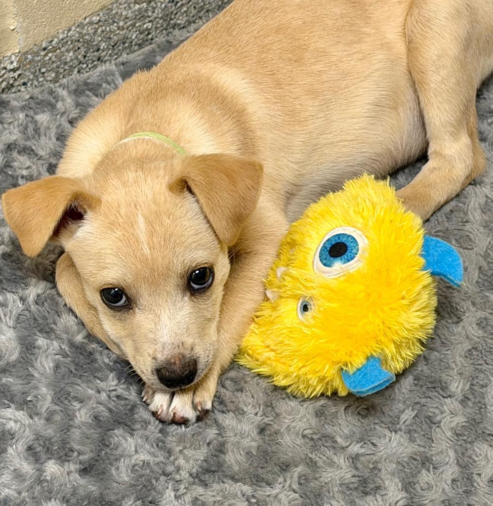 Enlarge Blue(Theo), a Adoptable mixed breed in Columbia, IL image 2/6