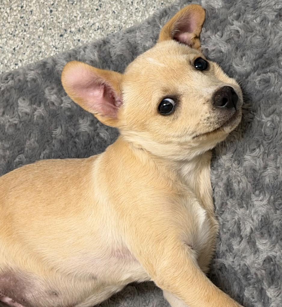 Enlarge Blue(Theo), a Adoptable mixed breed in Columbia, IL image 3/6