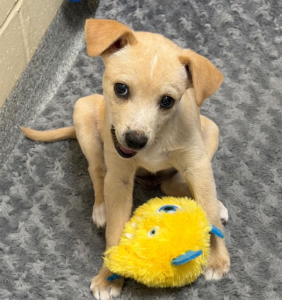 Enlarge Blue(Theo), a Adoptable mixed breed in Columbia, IL image 4/6
