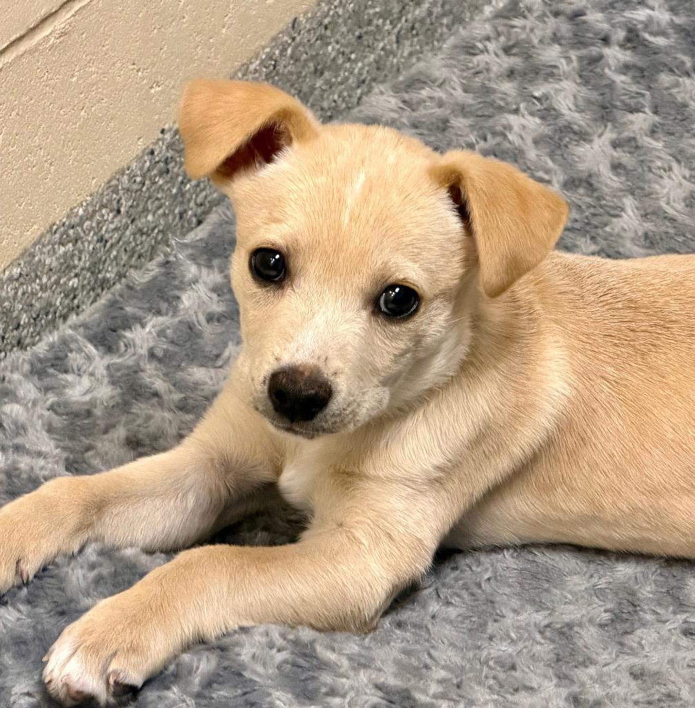 Enlarge Blue(Theo), a Adoptable mixed breed in Columbia, IL image 5/6