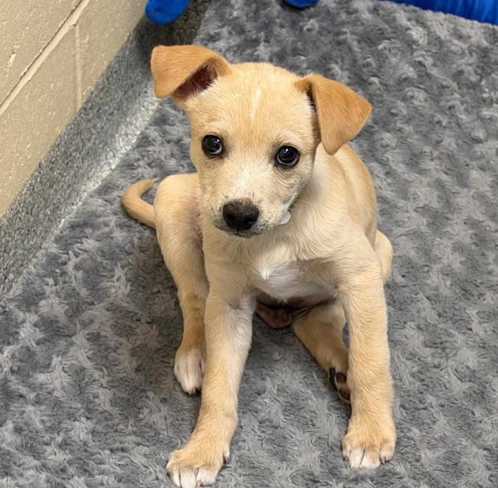Enlarge Blue(Theo), a Adoptable mixed breed in Columbia, IL image 6/6