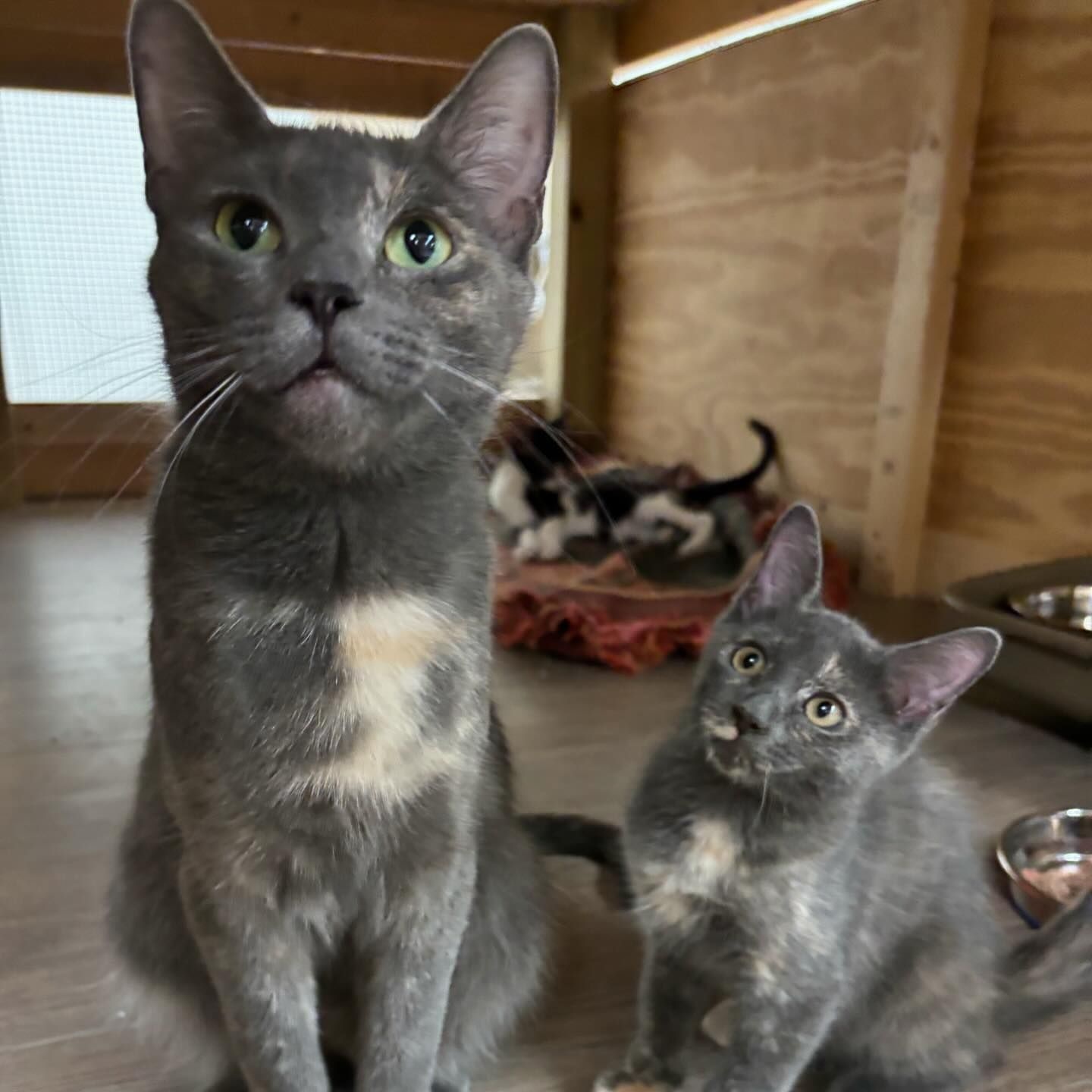 Enlarge Summer, a Adoptable Domestic Short Hair in Hawthorne, NJ image 1/3