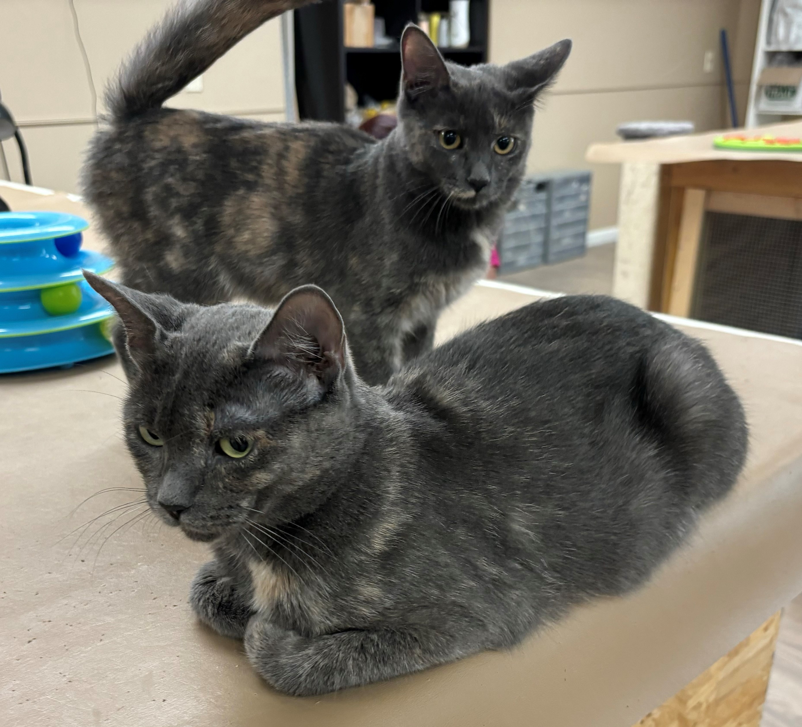 Enlarge Summer, a Adoptable Domestic Short Hair in Hawthorne, NJ image 3/3