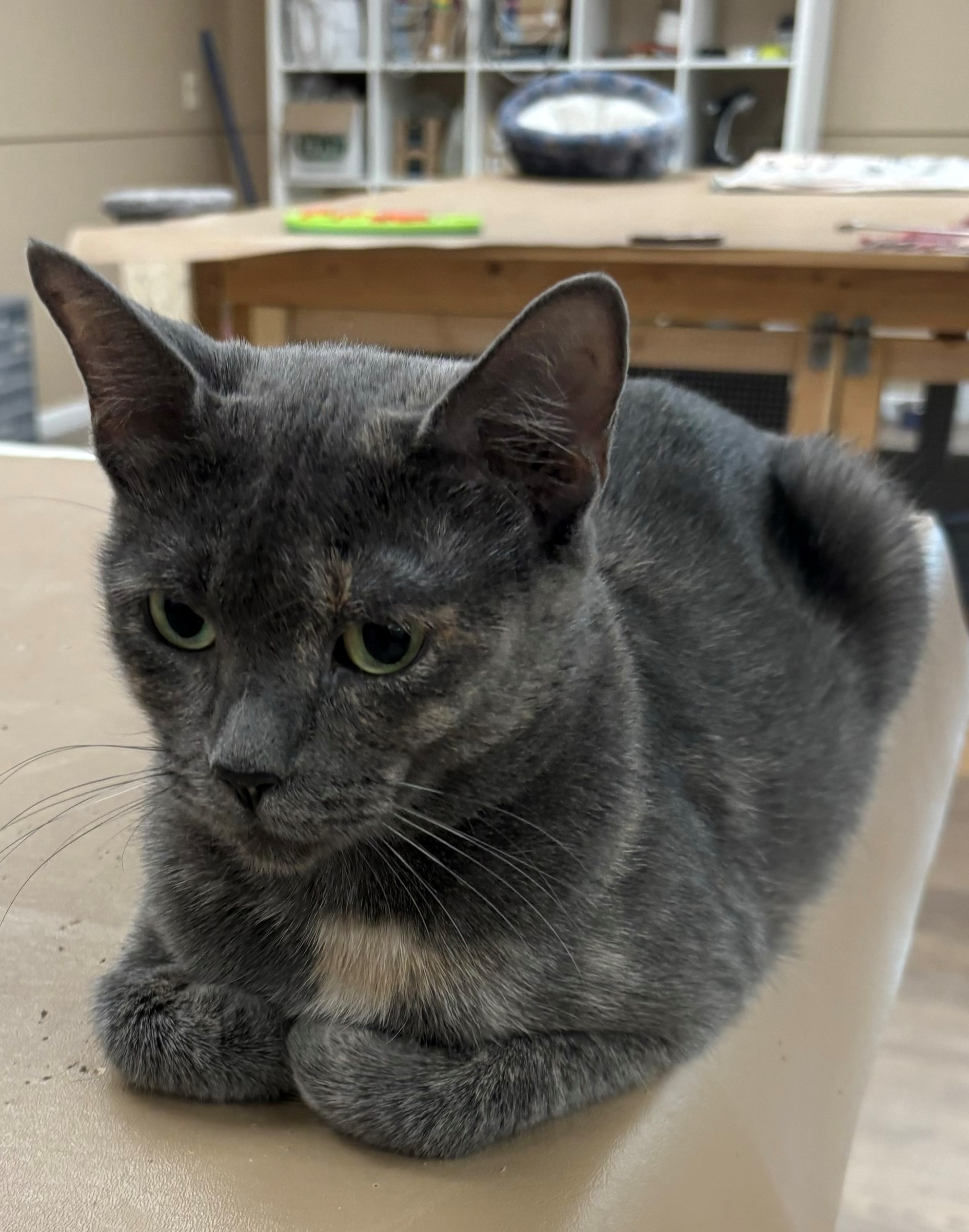Enlarge Summer, a Adoptable Domestic Short Hair in Hawthorne, NJ image 2/3