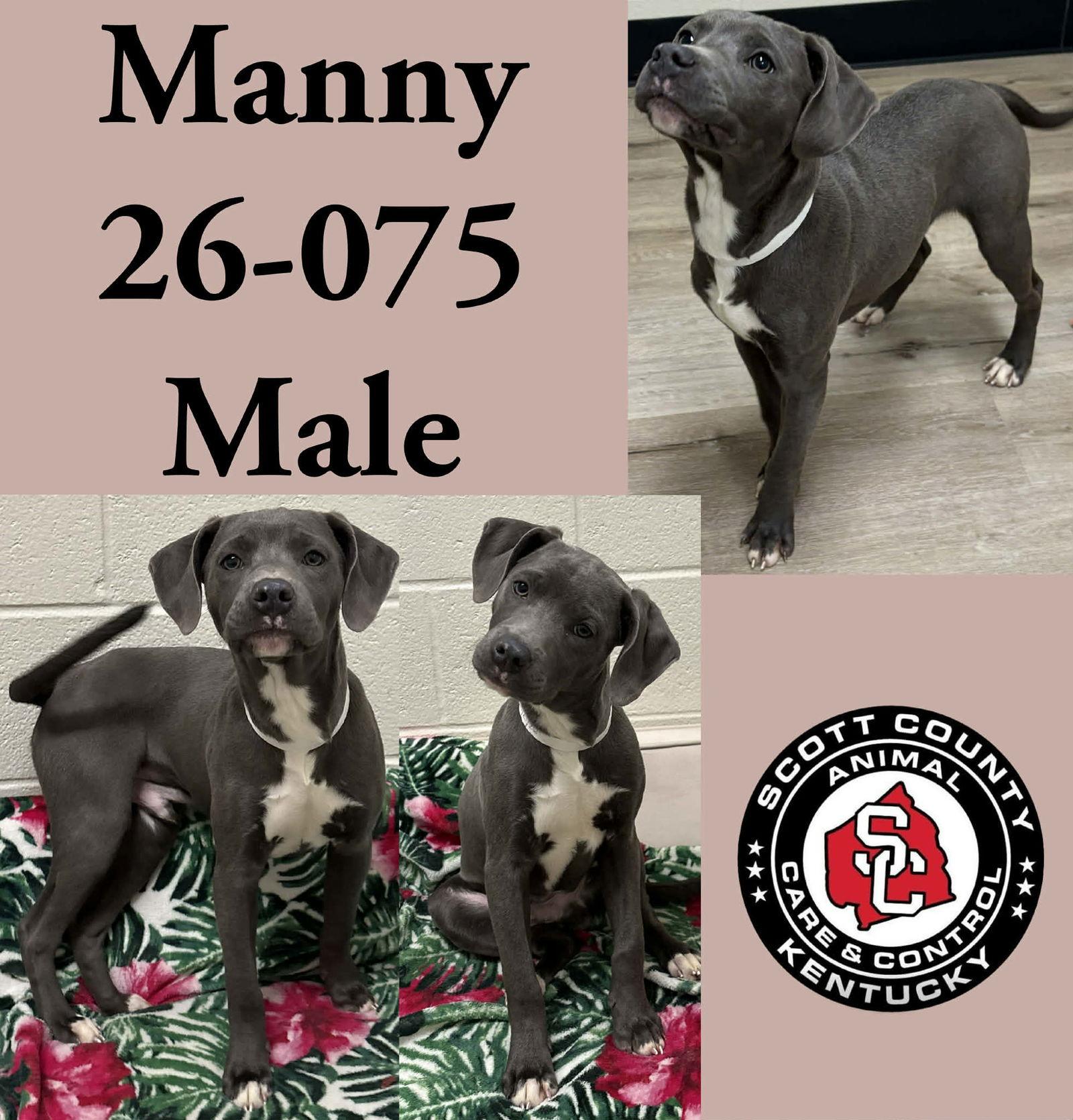 Manny, Adopted, Young Male Labrador Retriever & Pit Bull Terrier.