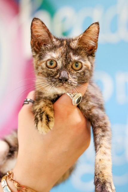 Winnie, Adoptable, Kitten Female Domestic Short Hair.