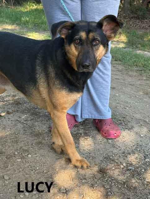 Lucy, a ADOPTABLE mixed breed in Washington, GA image 1/4