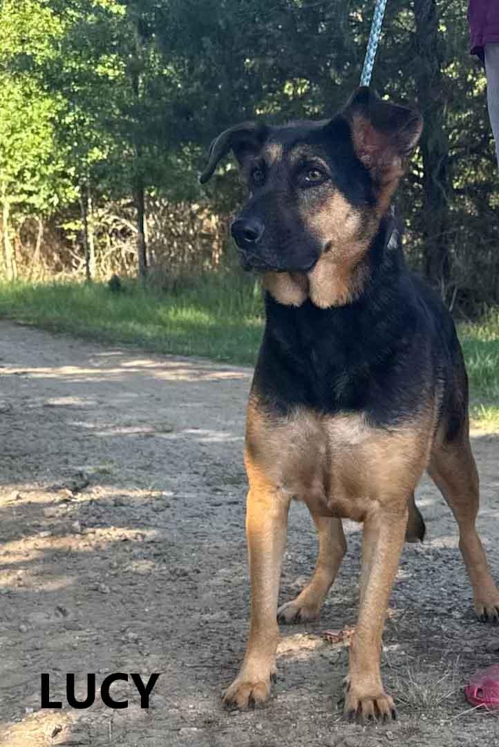 Lucy, a ADOPTABLE mixed breed in Washington, GA image 4/4