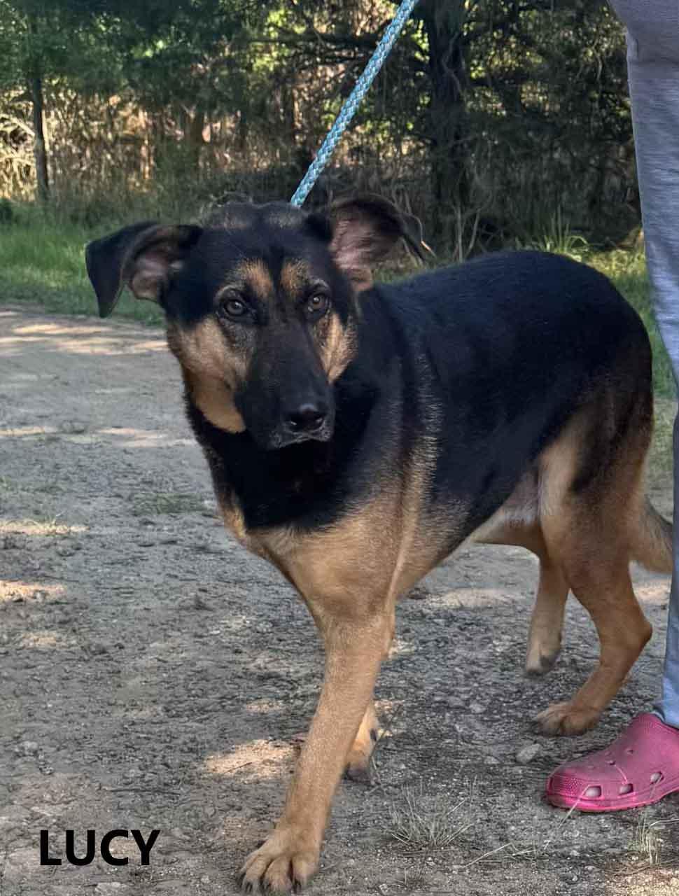 Lucy, a ADOPTABLE mixed breed in Washington, GA image 3/4