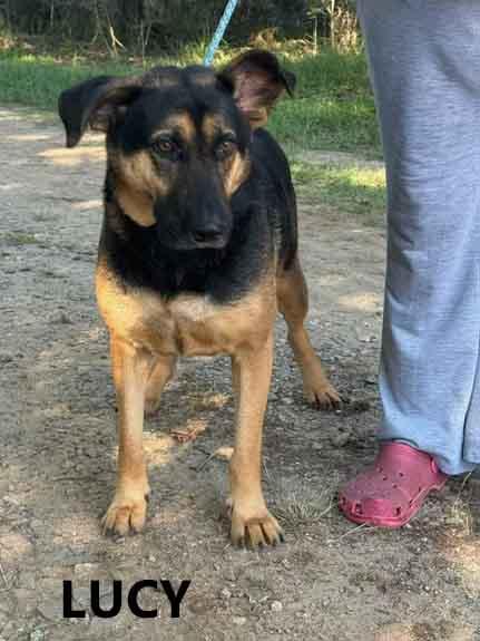Lucy, a ADOPTABLE mixed breed in Washington, GA image 2/4