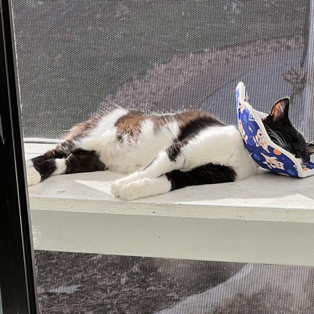 Futon, a Adoptable Domestic Short Hair in Los Angeles, CA image 1/6