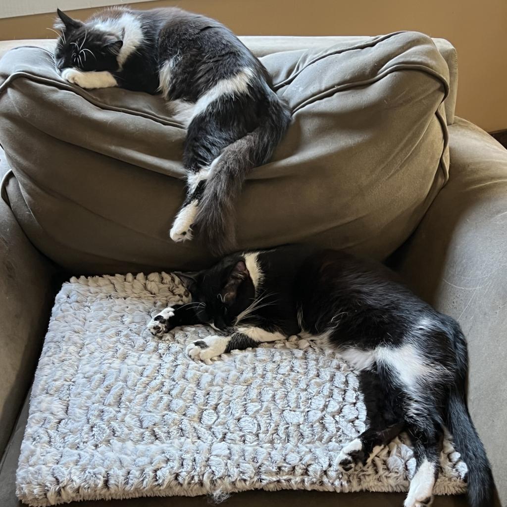 Futon, a Adoptable Domestic Short Hair in Los Angeles, CA image 2/6