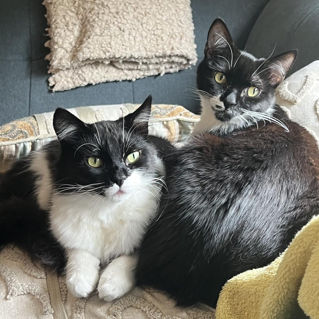 Futon, a Adoptable Domestic Short Hair in Los Angeles, CA image 3/6