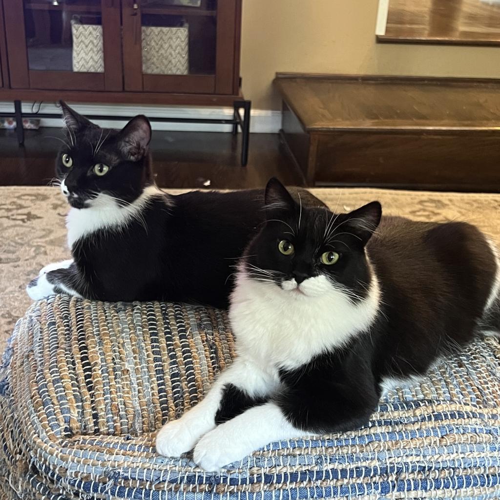 Futon, a Adoptable Domestic Short Hair in Los Angeles, CA image 4/6