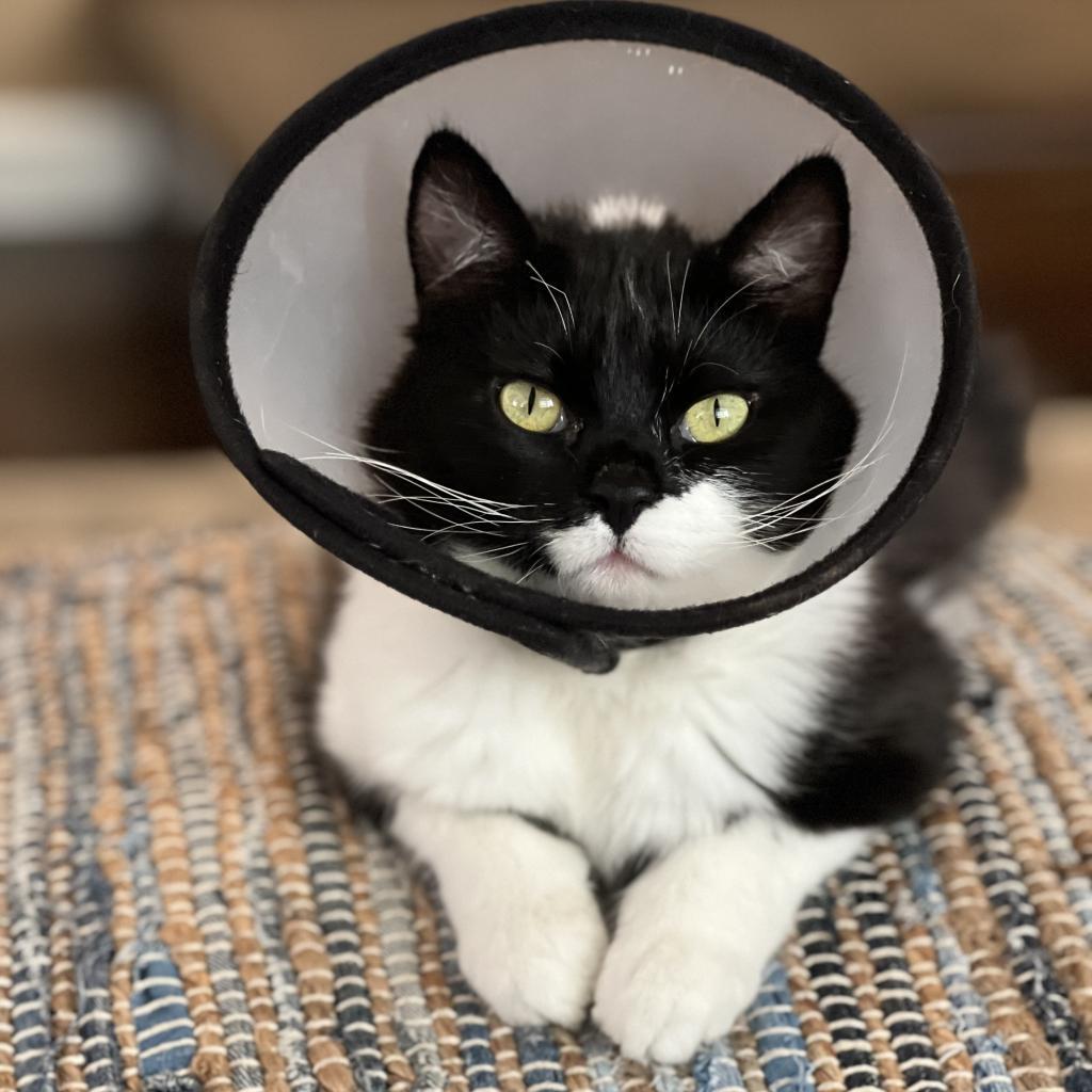 Futon, a Adoptable Domestic Short Hair in Los Angeles, CA image 5/6