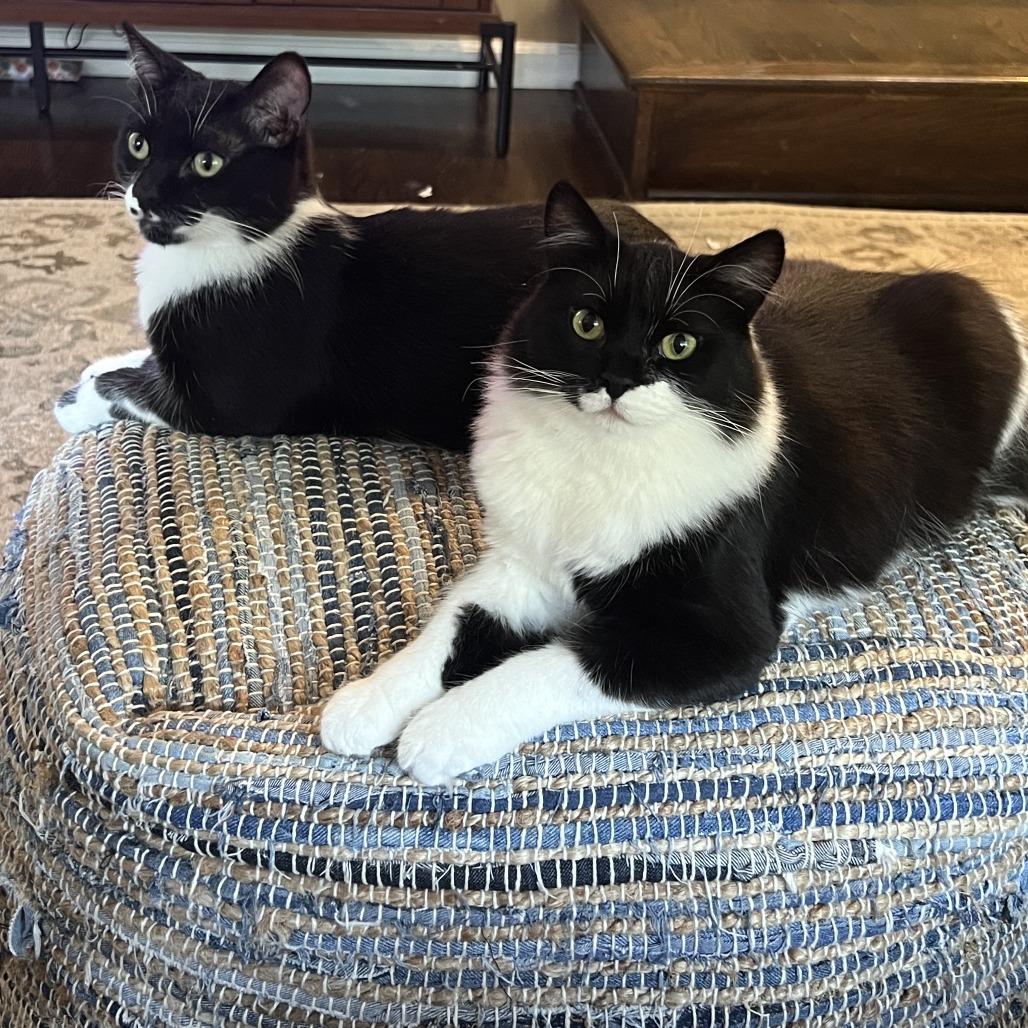 Futon, a Adoptable Domestic Short Hair in Los Angeles, CA image 6/6