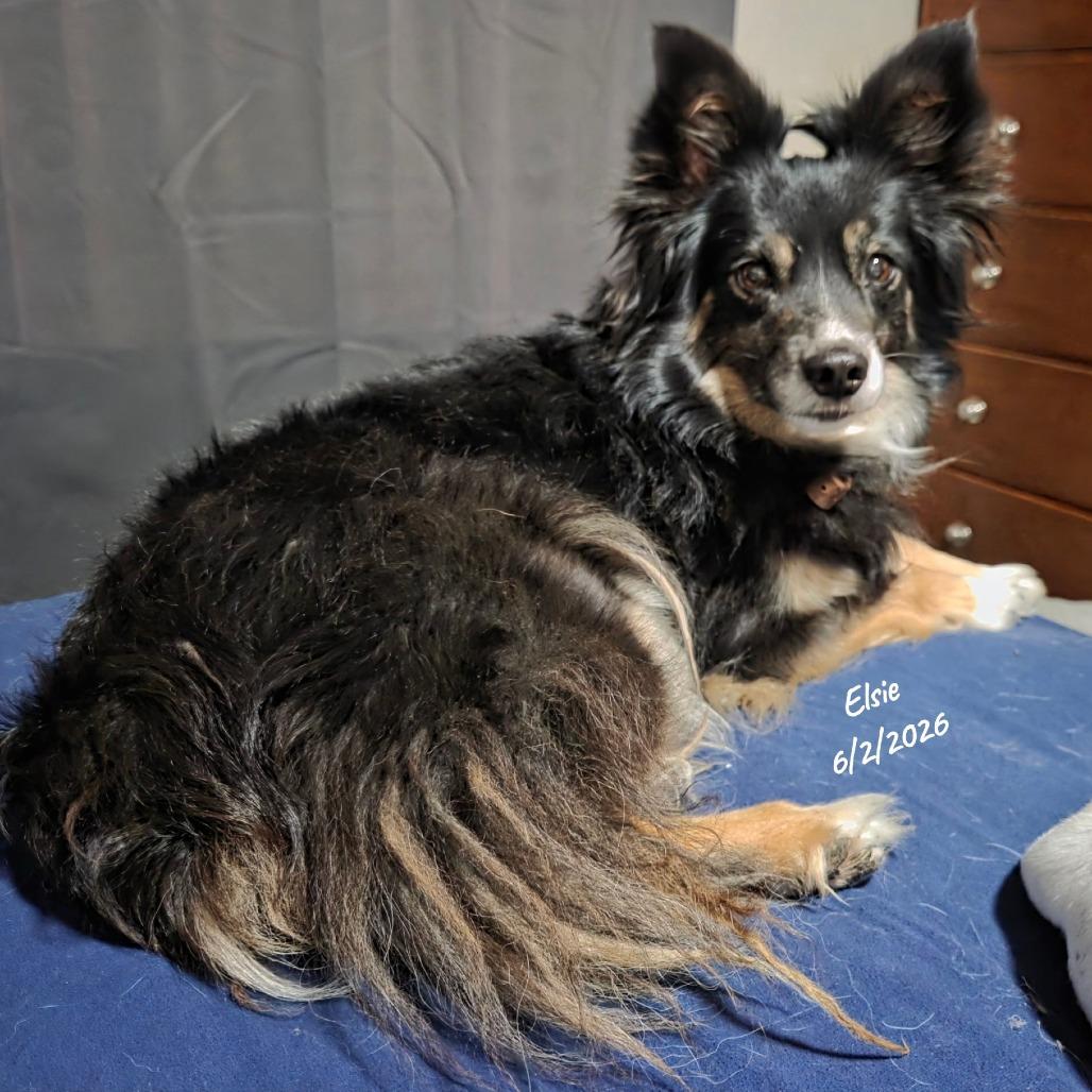 Enlarge Elise, a Adoptable Australian Shepherd in Loves Park, IL image 1/1